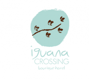 Iguana crossing, Galapagos